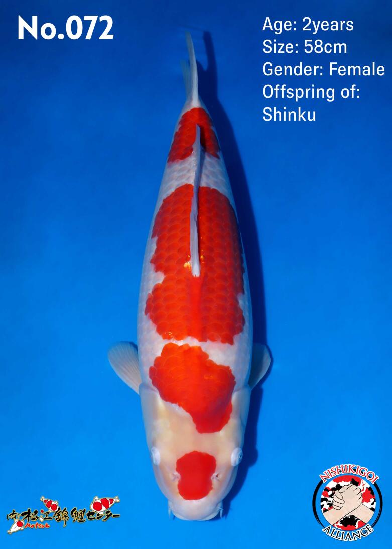 1st BIG5 GROW-OUT NISAI AUCTION 2026