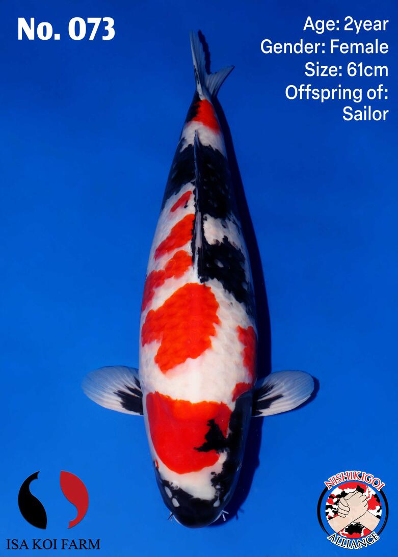 1st BIG5 GROW-OUT NISAI AUCTION 2026