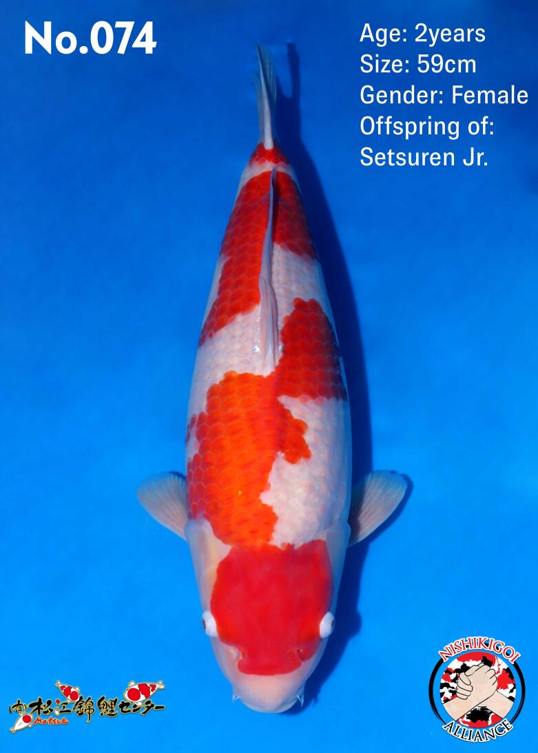 1st BIG5 GROW-OUT NISAI AUCTION 2026