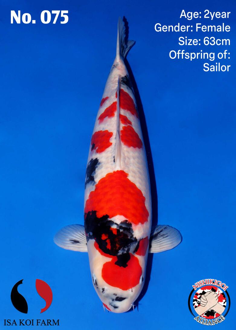 1st BIG5 GROW-OUT NISAI AUCTION 2026