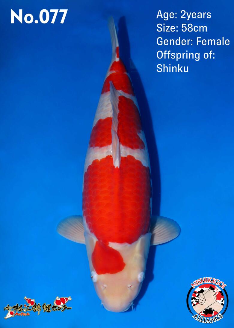 1st BIG5 GROW-OUT NISAI AUCTION 2026