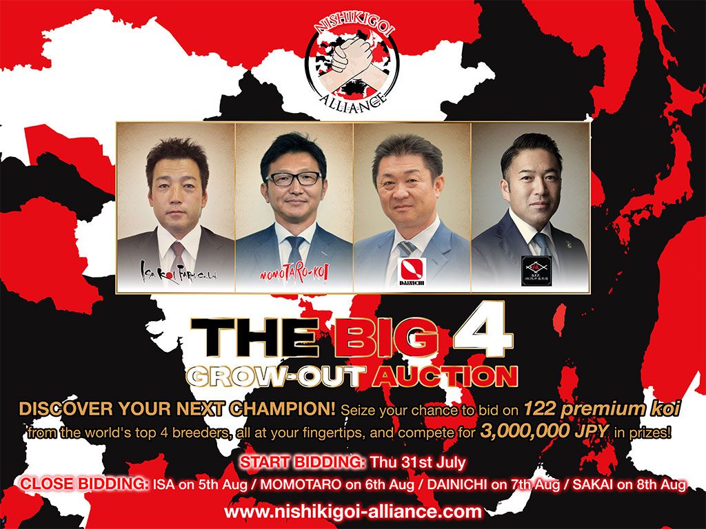 Auction Detail - Nishikigoi Alliance